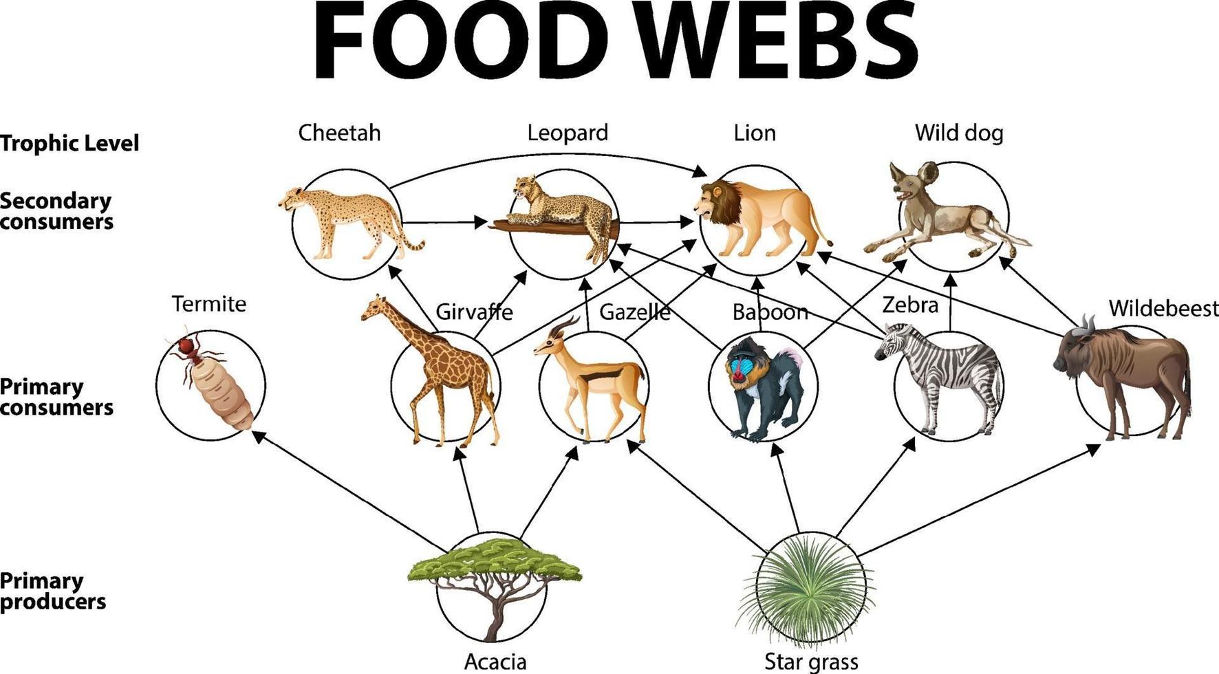 cartel educativo de biología para diagrama de redes tróficas vector