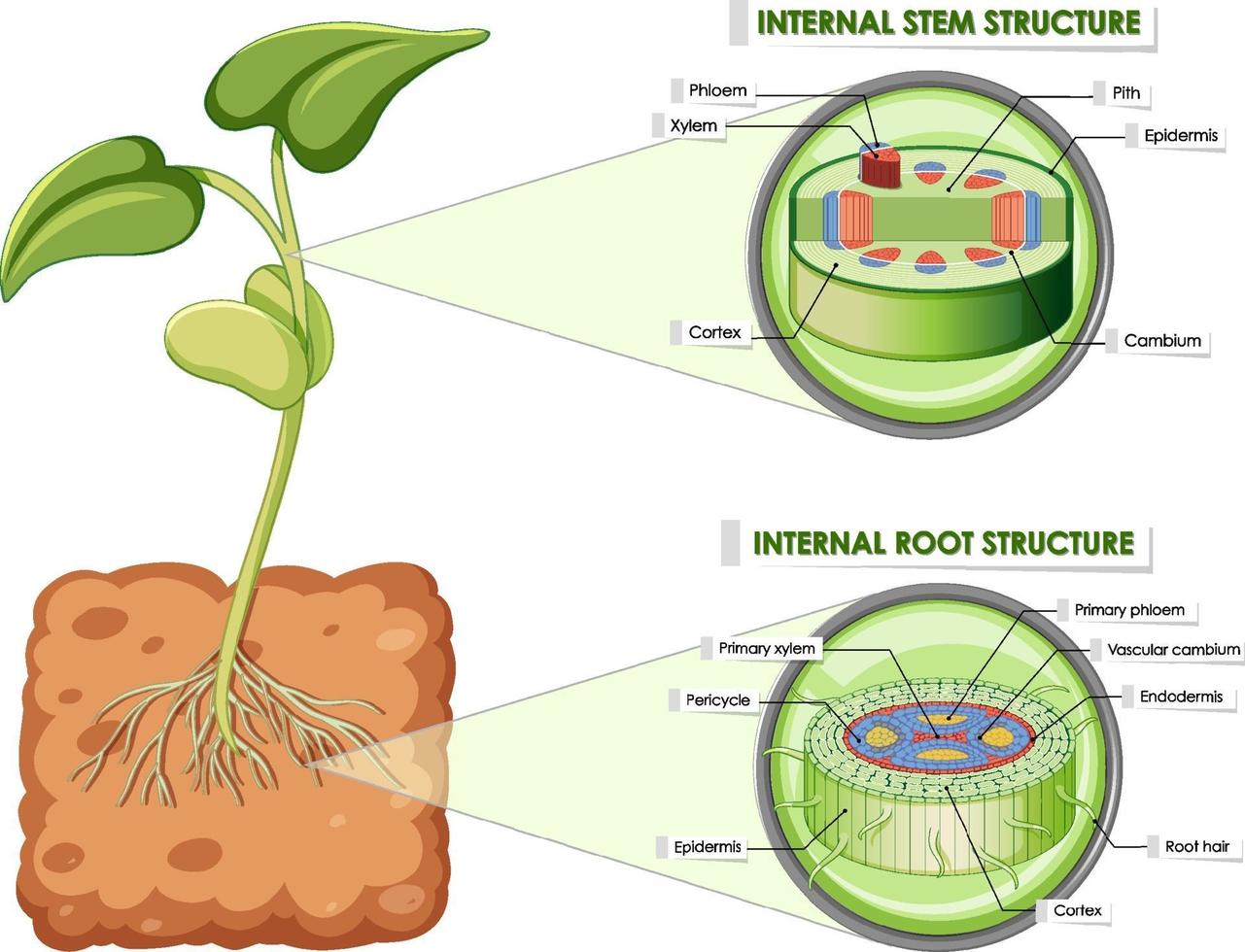 Diagram showing stem and root structure vector