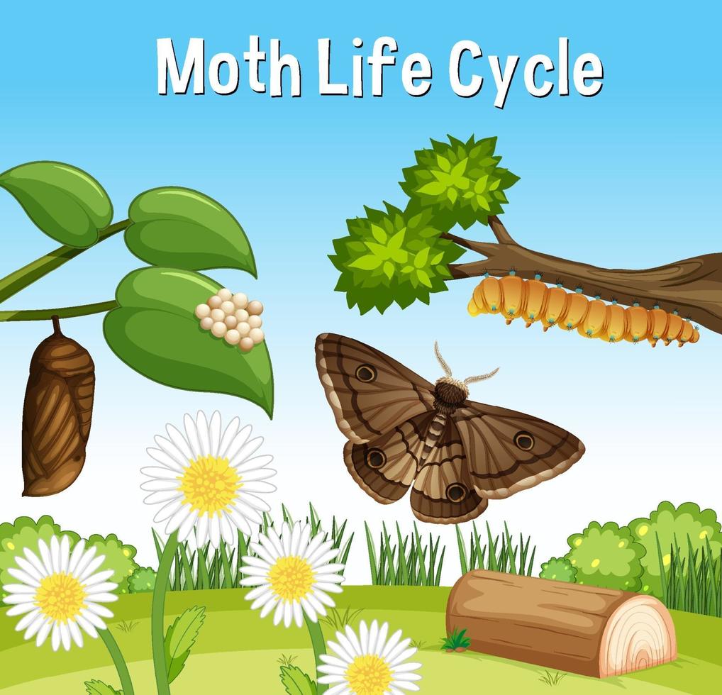 Scene with Moth Life Cycle vector
