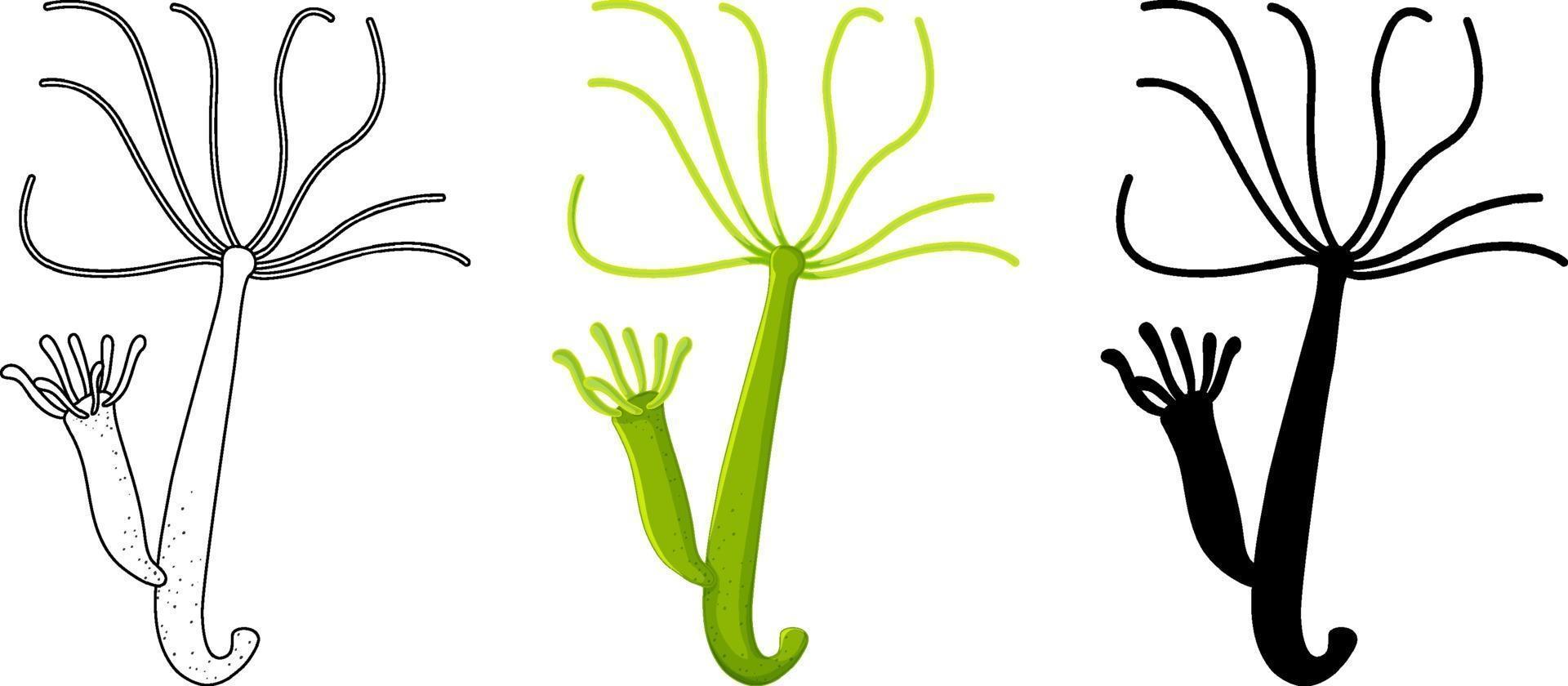 Set of Freshwater hydra in silhouette and doodle on white background 1988621 Vector Art at Vecteezy Set of Freshwater hydra in silhouette and doodle on white background 1988621 Vector Art at Vecteezy