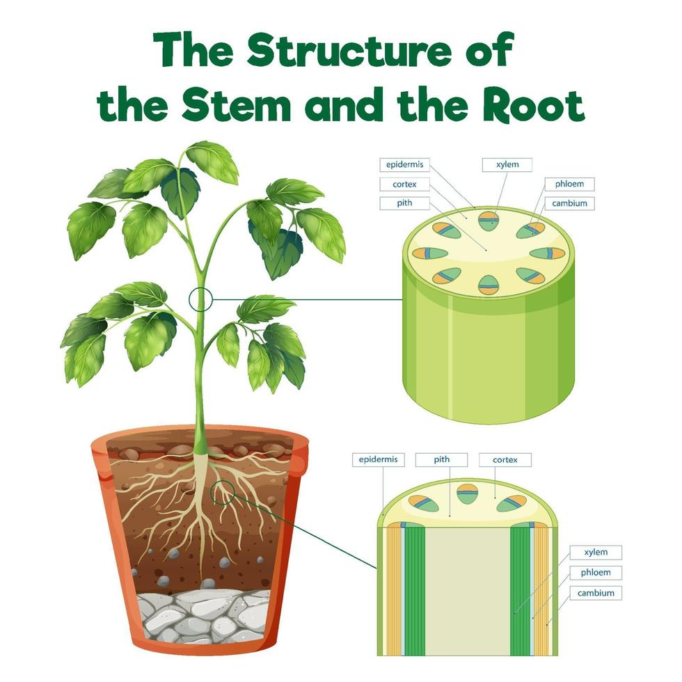 The Structure of the Stem and the Root vector