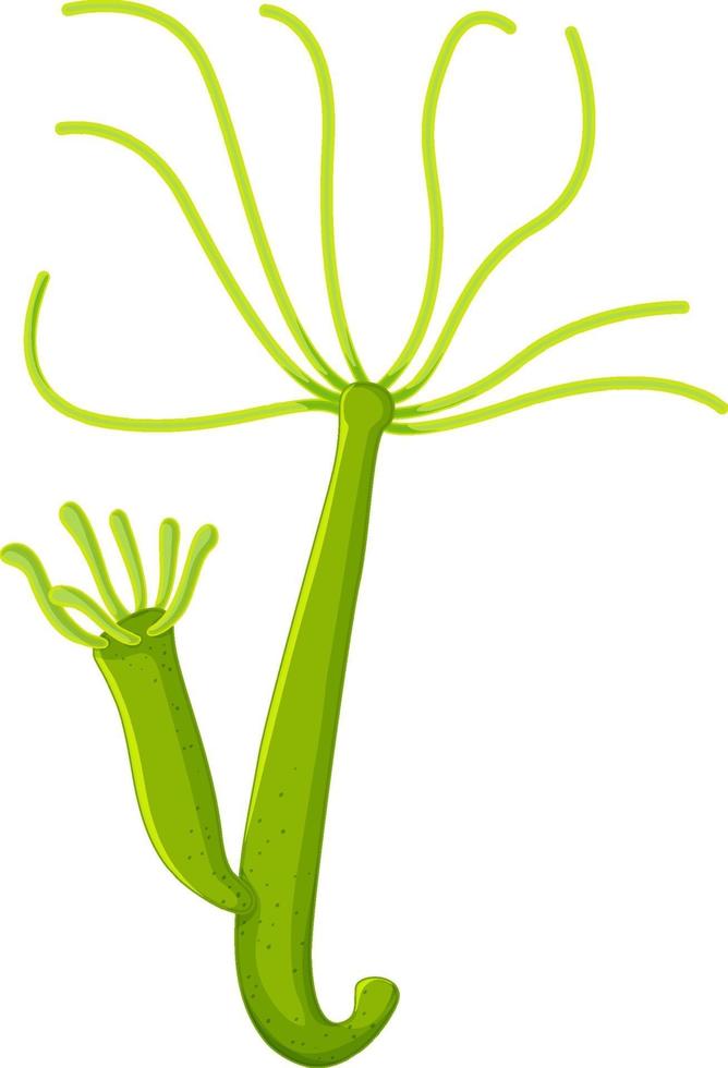 Freshwater hydra isolated white background vector