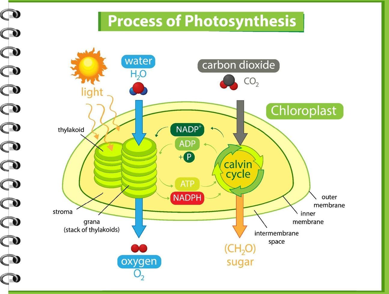 Diagrama que muestra el proceso de fotosíntesis en planta. vector