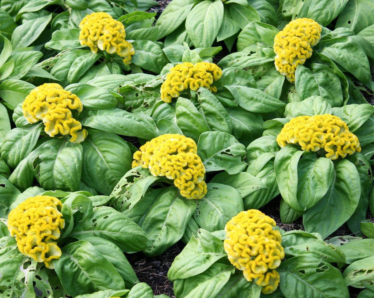 flores de cresta de gallo en un jardín foto