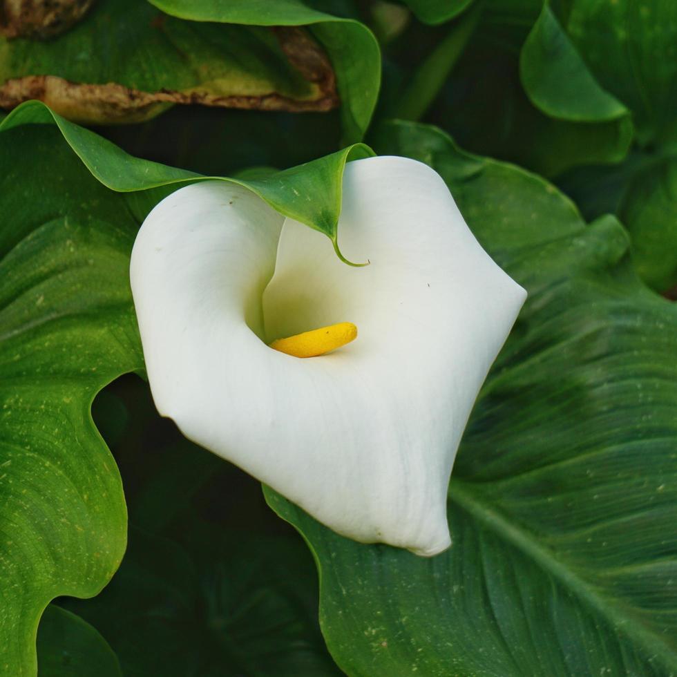 Calla Lily Stock Photos Images And Backgrounds For Free Download Calla Lily Flower In The Garden Free Photo