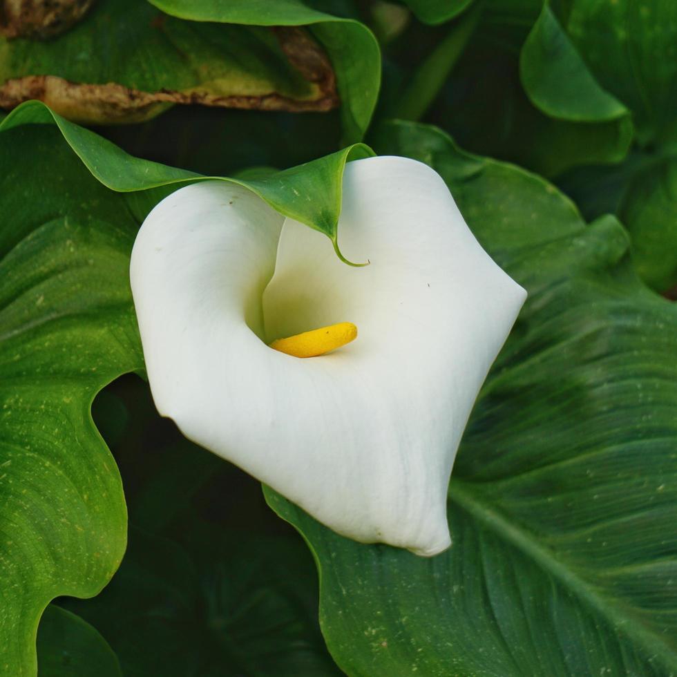 flor de lirio de cala en el jardín foto