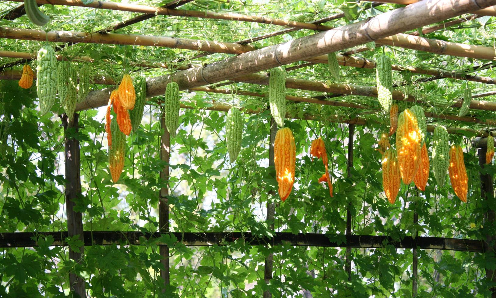 Gourds hanging on vegetable tunnel photo