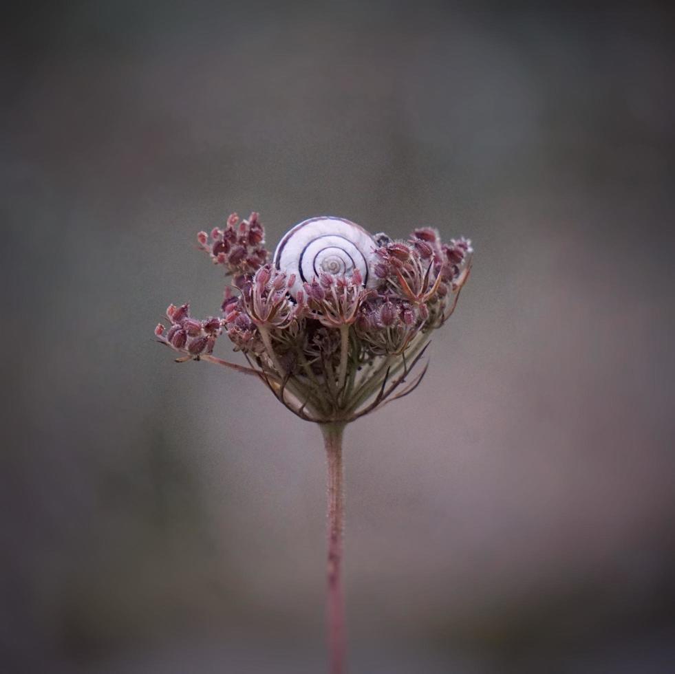 White snail on a flower photo