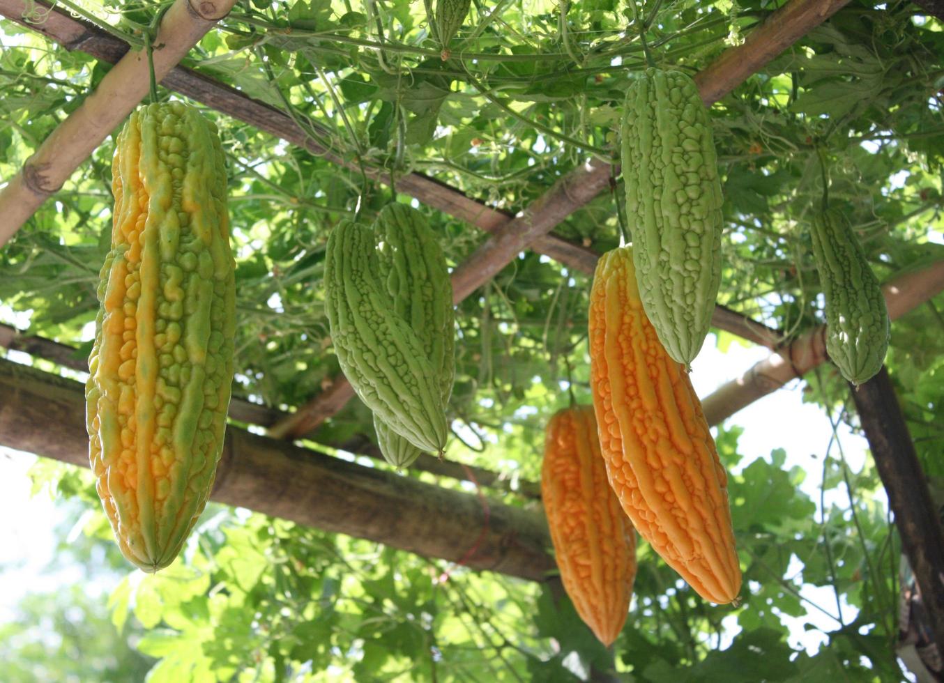 calabazas colgando de enredaderas foto