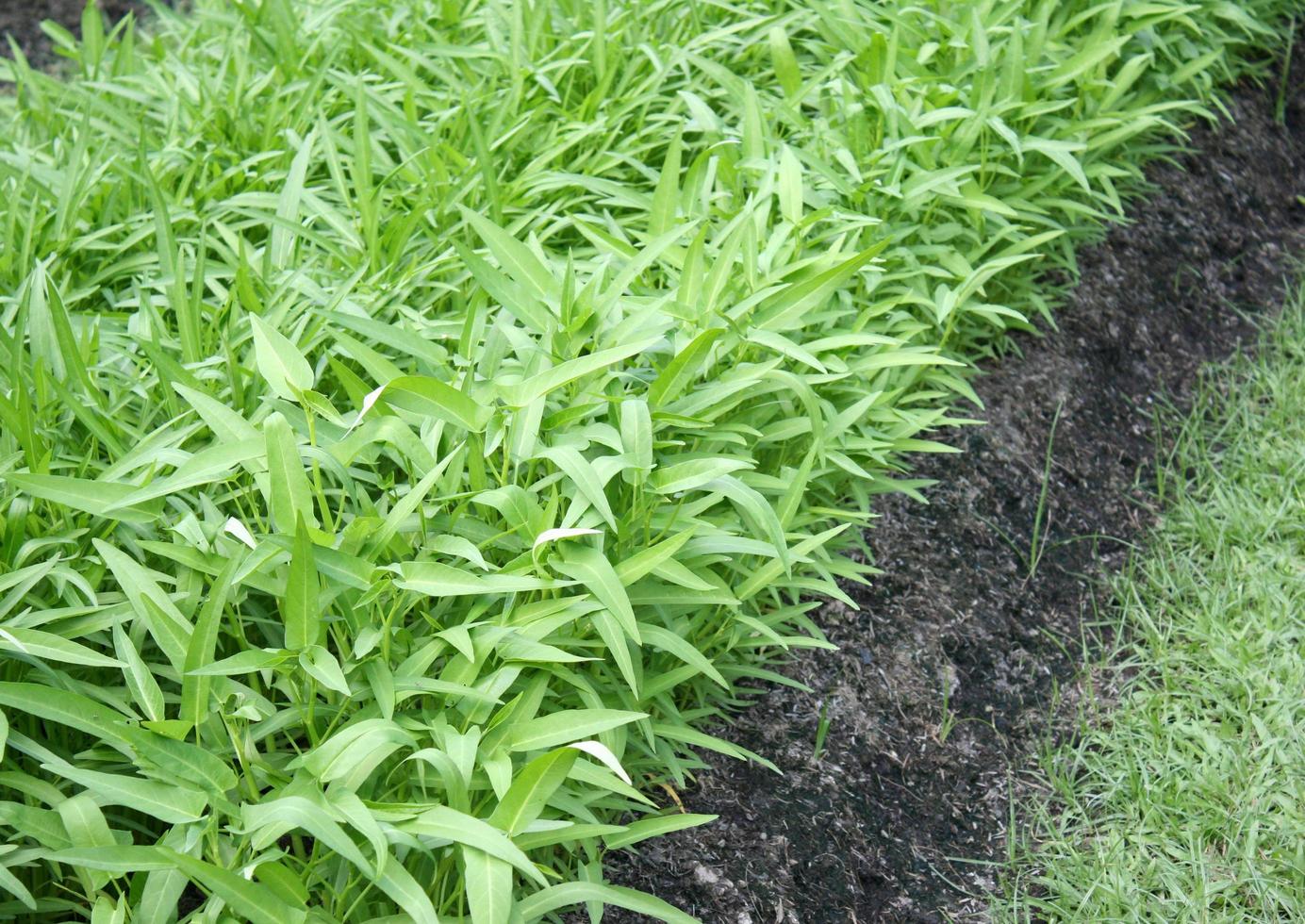 Green morning glory plants photo