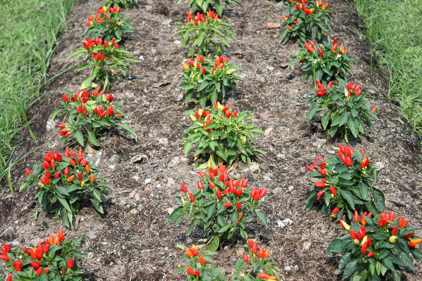 plantas de ají rojo foto