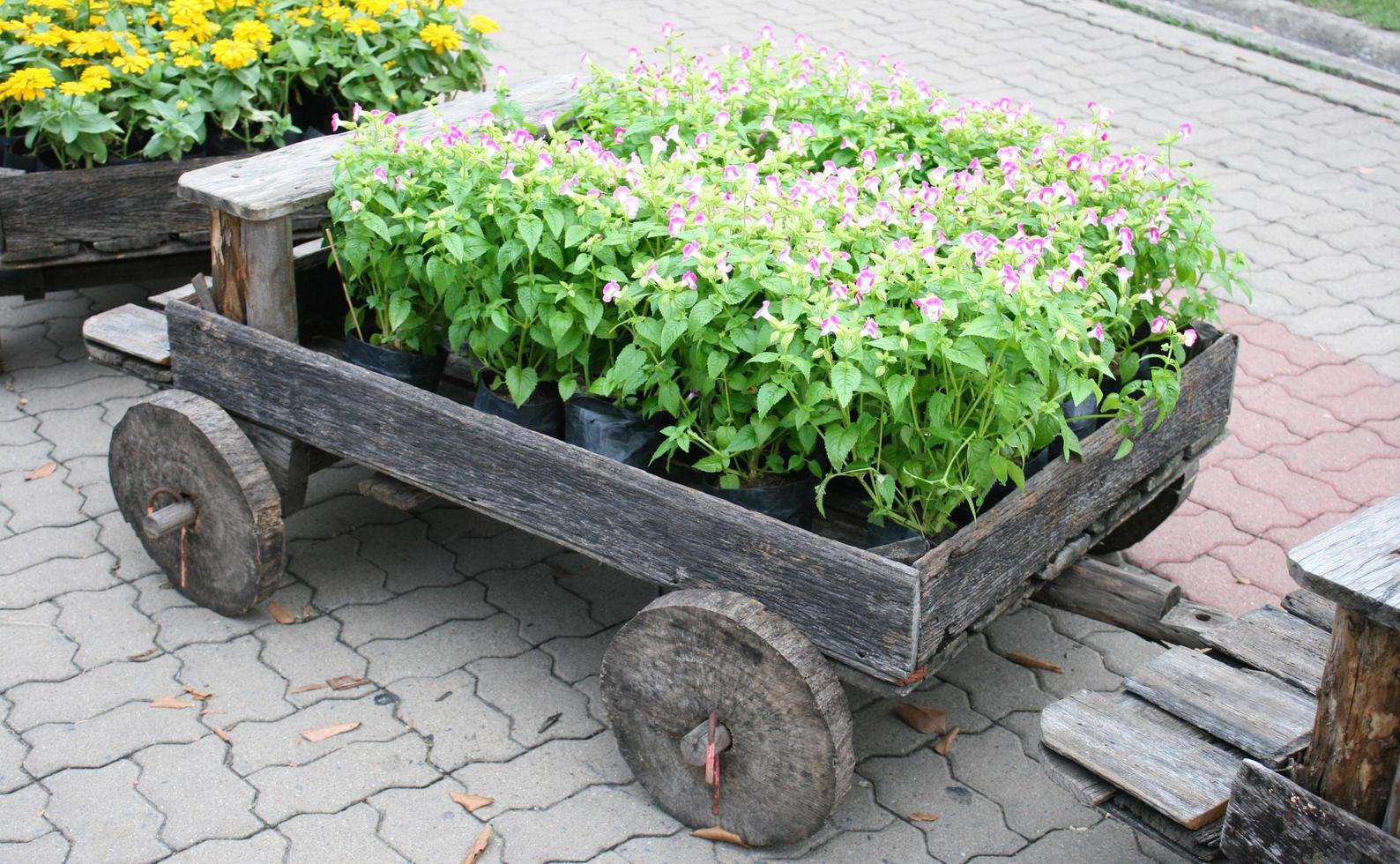 Purple flowers in a wagon photo