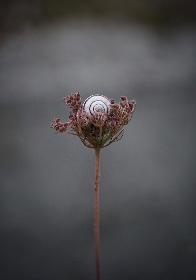 caracol en una flor foto