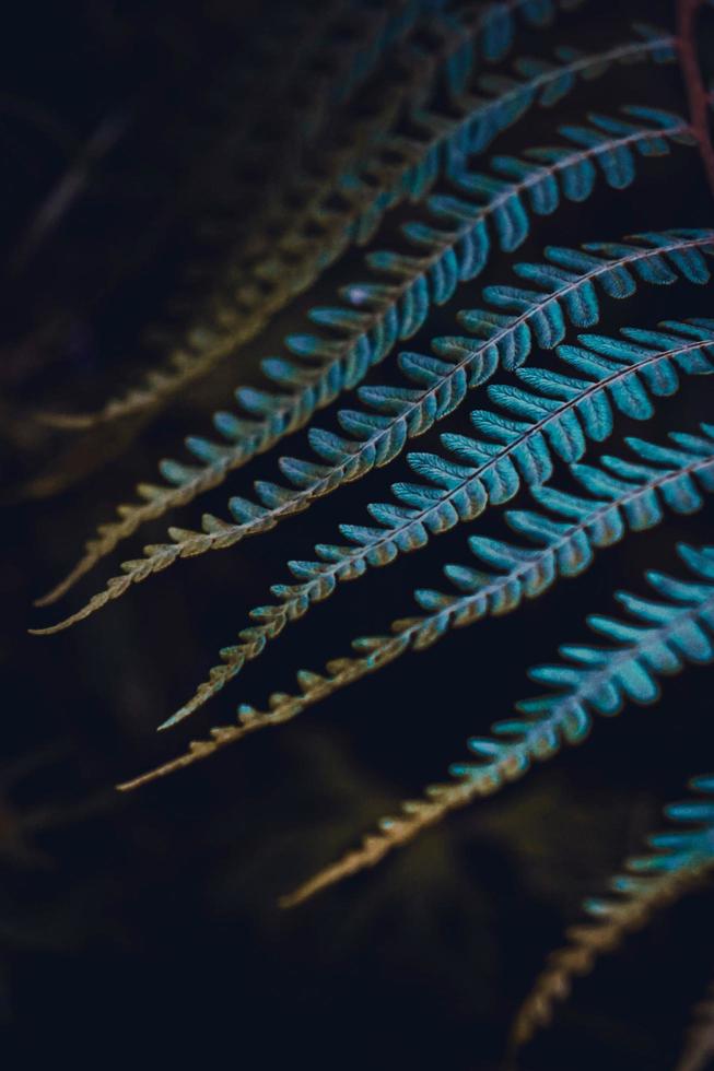 Blue fern leaf in the nature photo