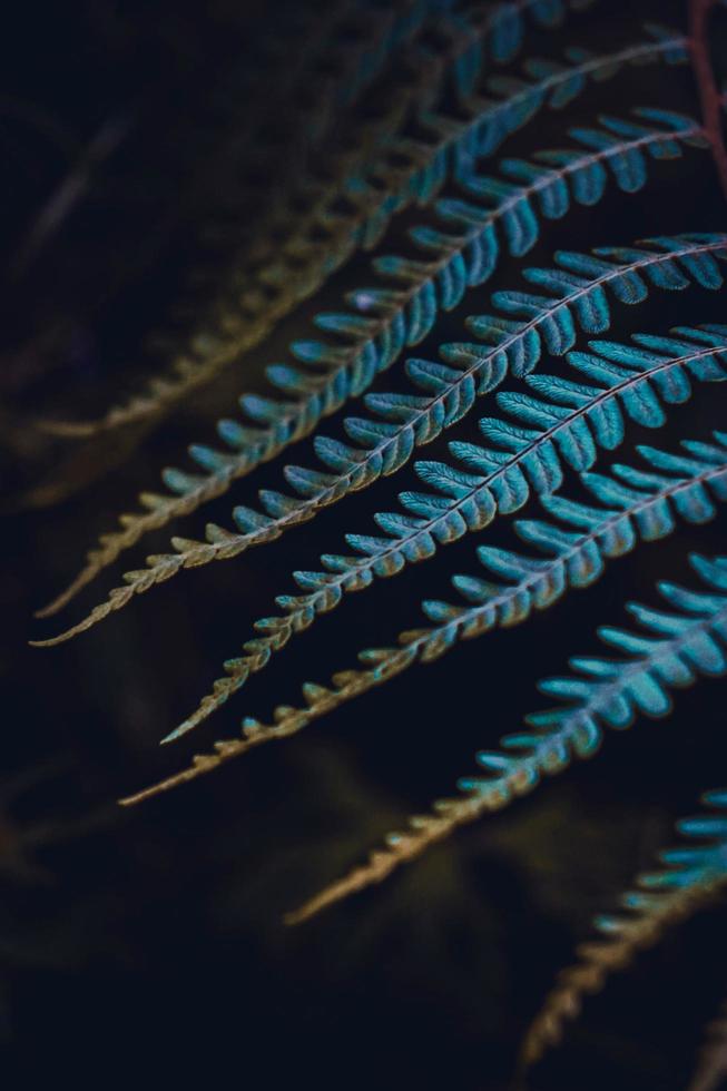 hoja de helecho azul en la naturaleza foto