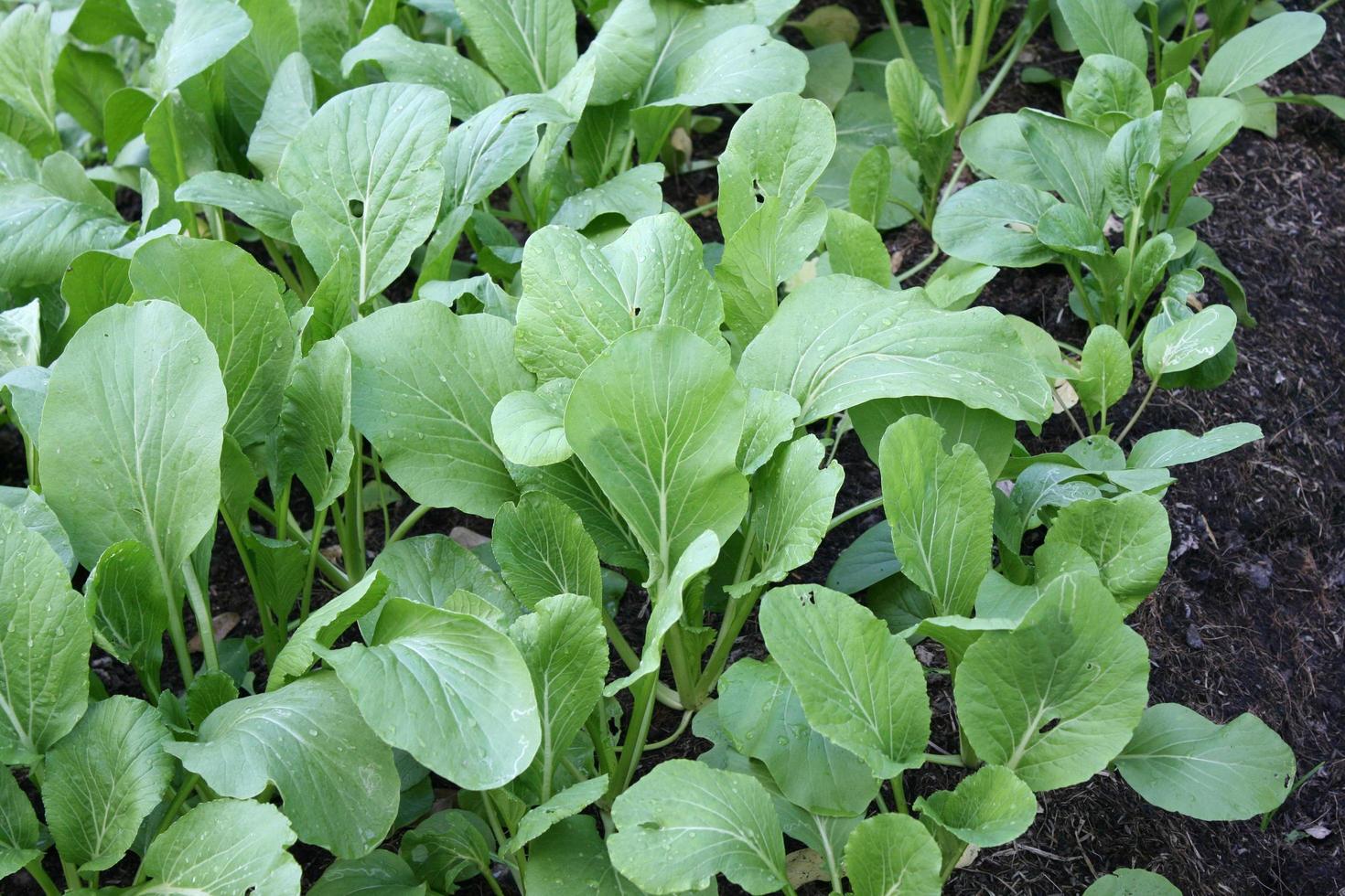 Fresh kale in garden photo