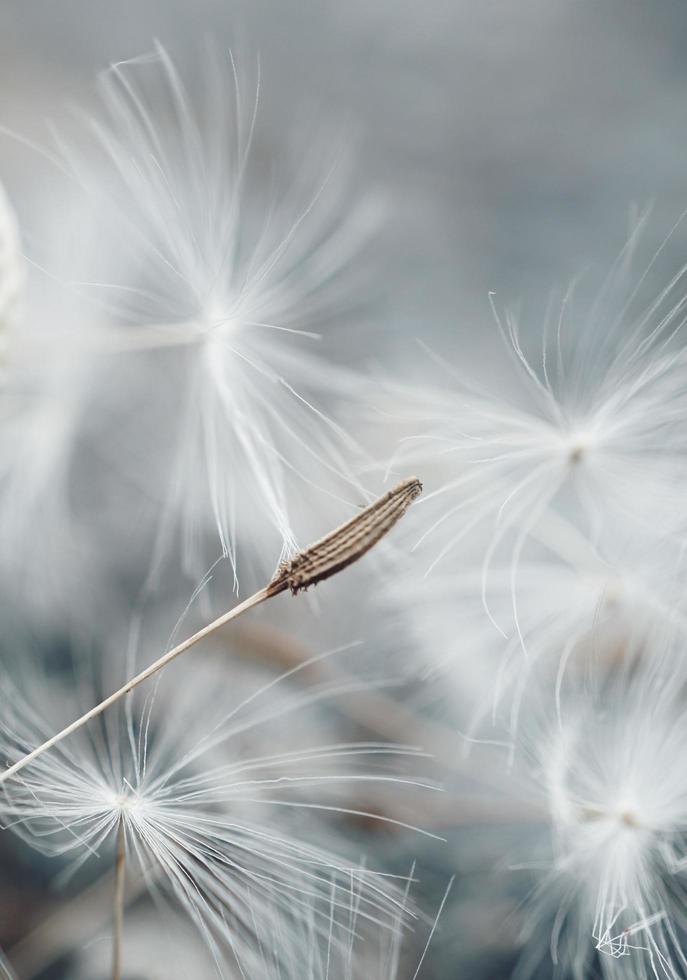 White dandelion flower photo