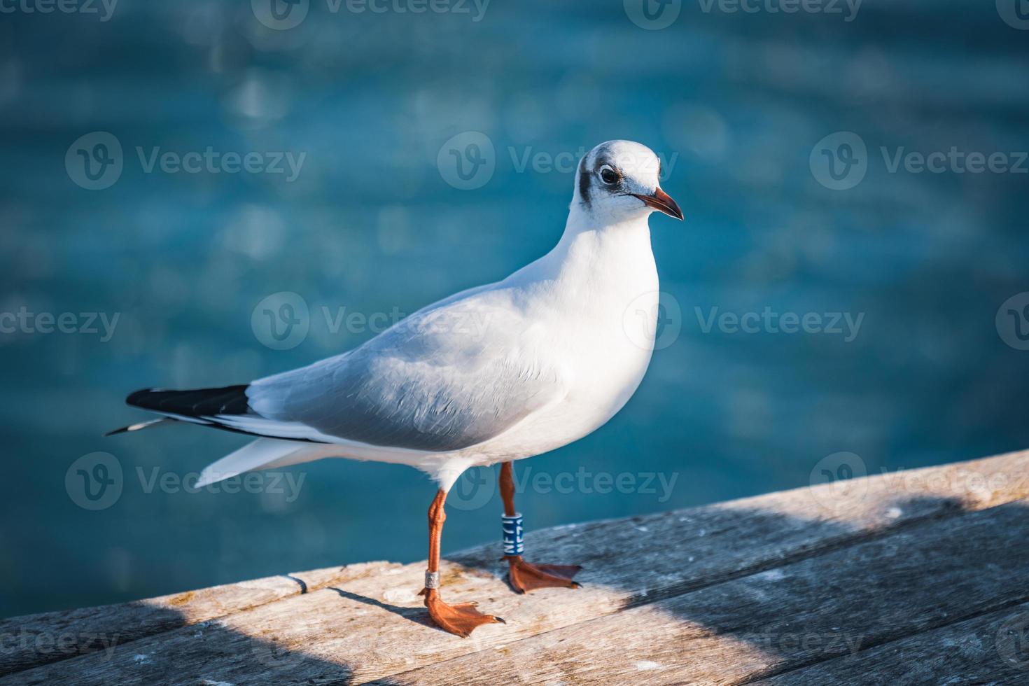 Gaviota de cabeza negra en su plumaje de invierno foto