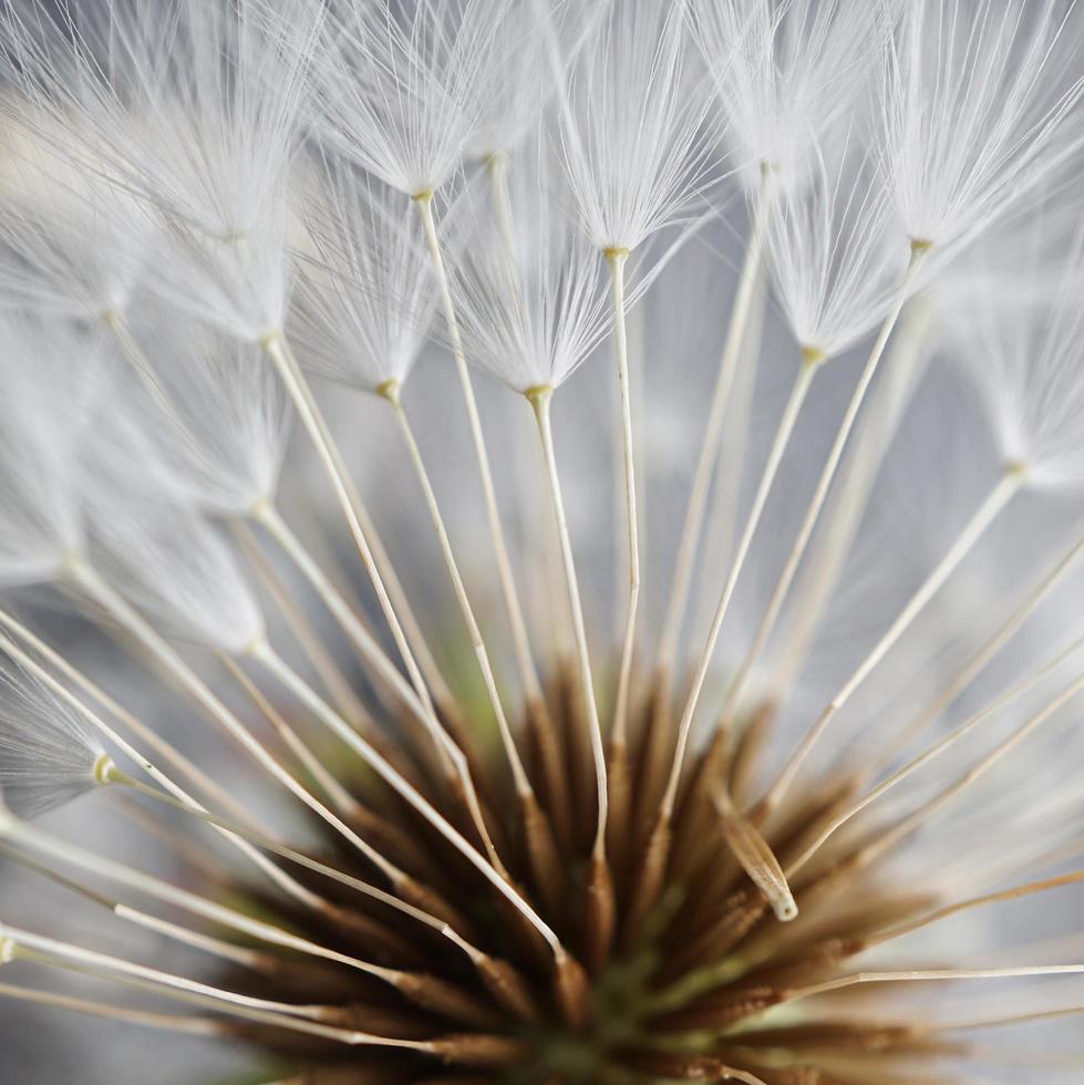 White dandelion flower seed photo