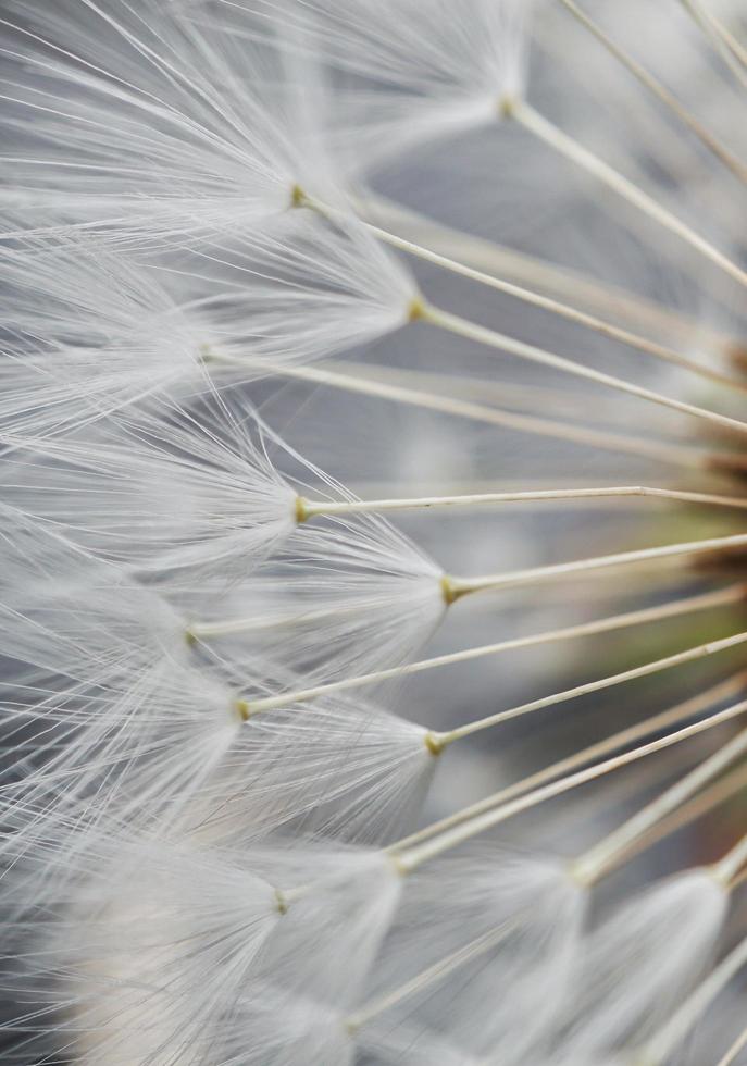 White dandelion flower seed photo