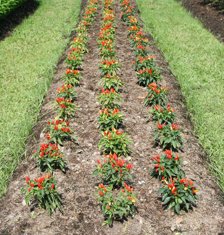 Rows of chili pepper plants photo