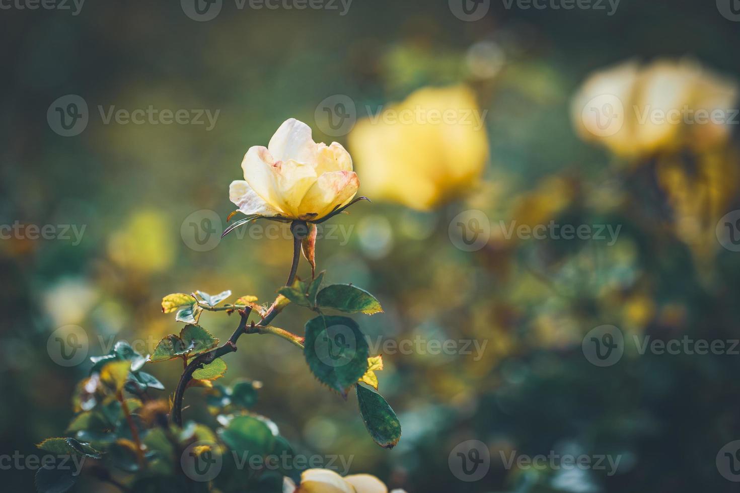 flores de un mini rosal foto