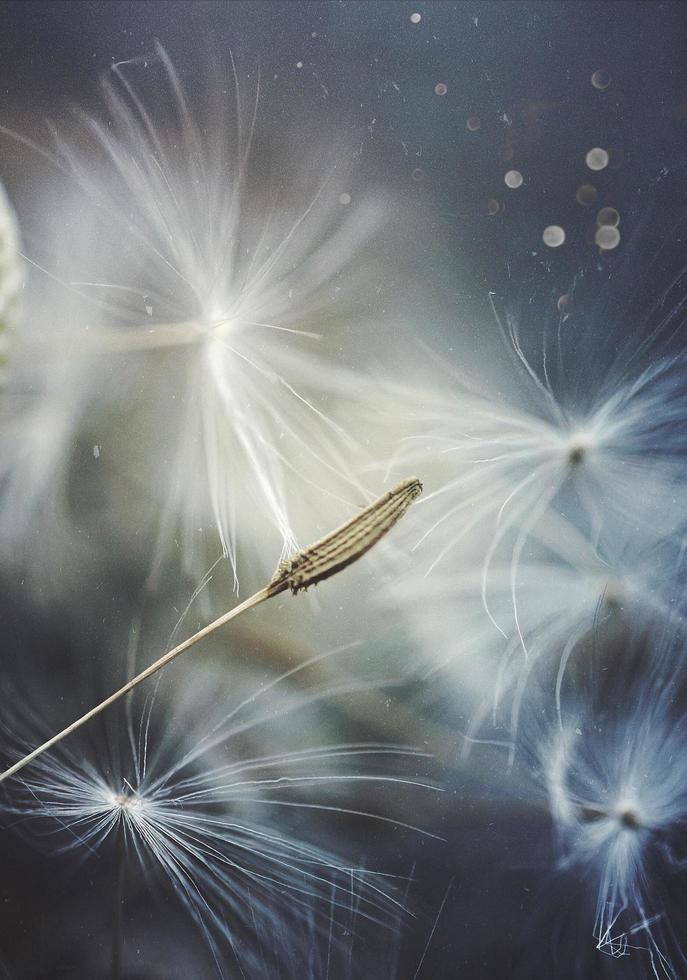 Dandelion flower background photo