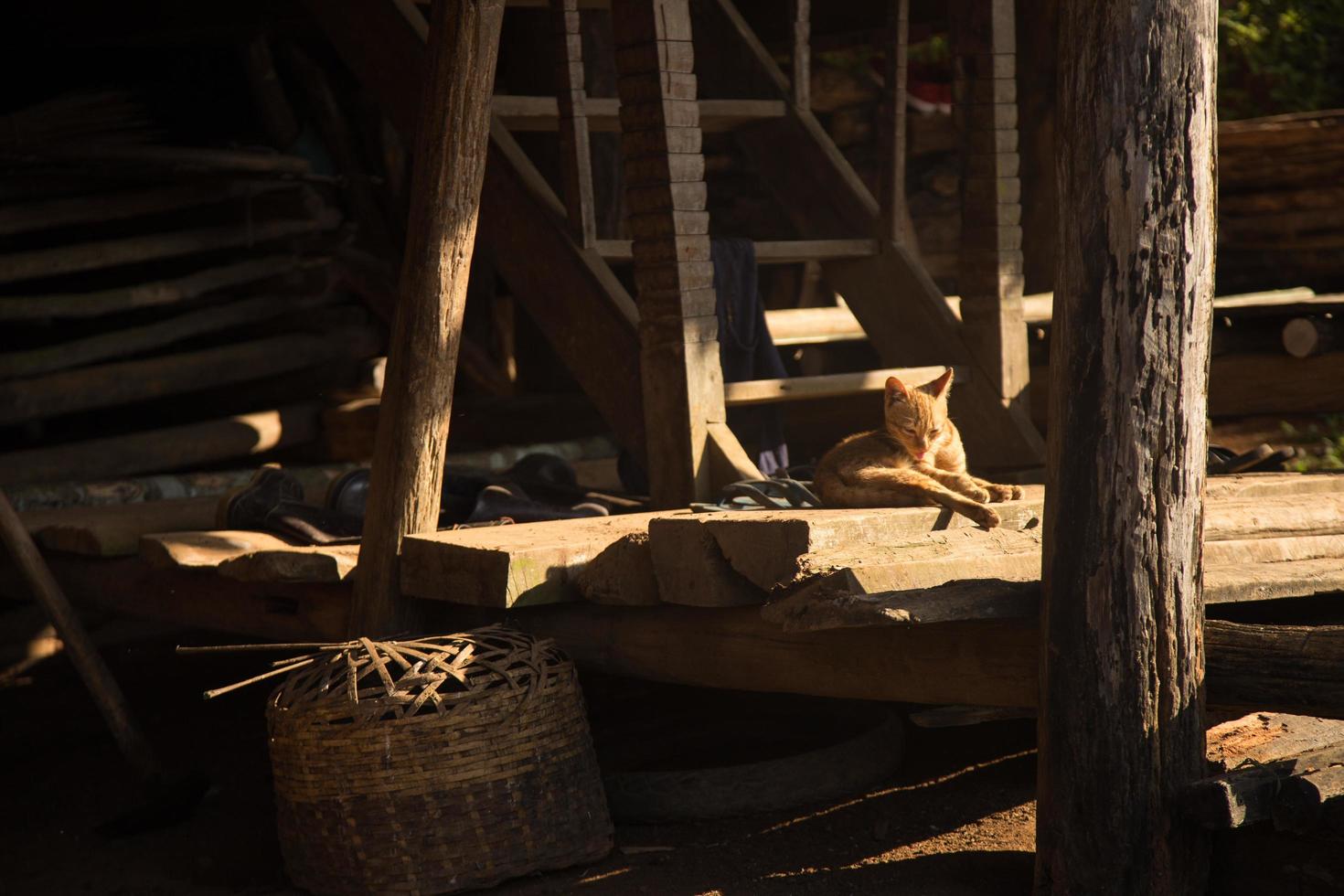 Stray cat in the sunlight photo