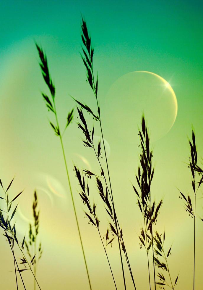 Moon and tall grasses background photo