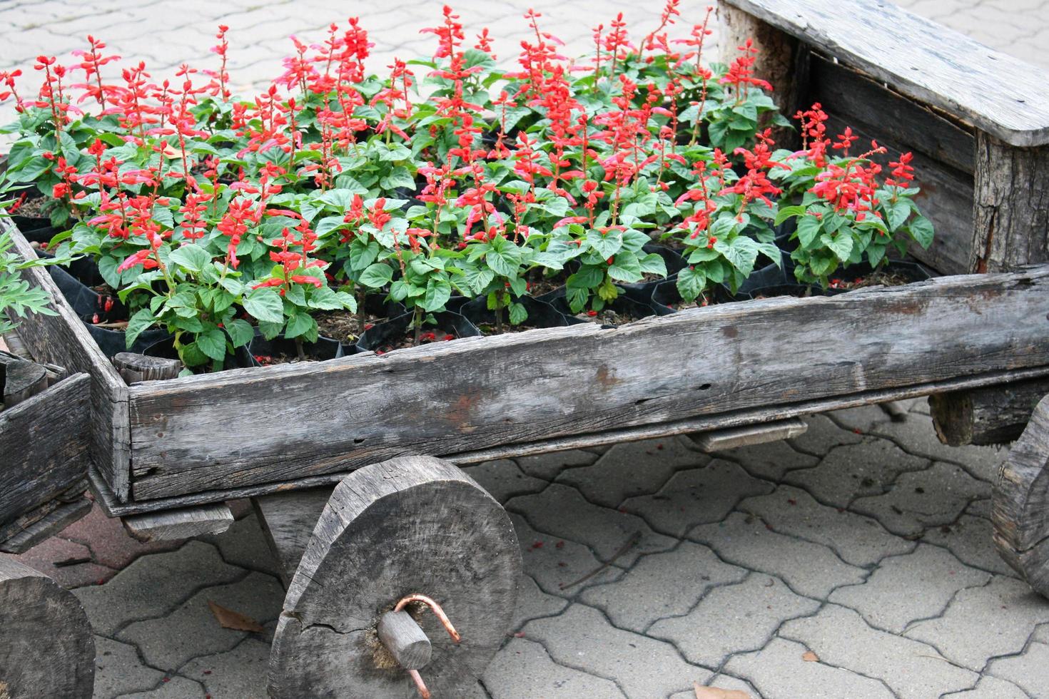 Red flowers in a wagon photo