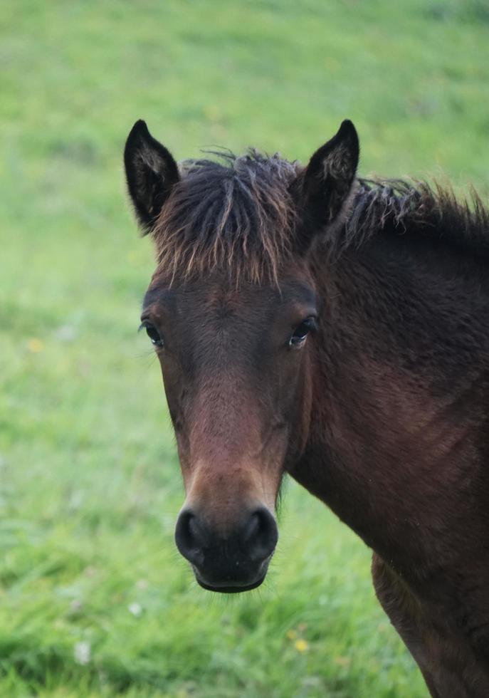 Wild brown horse photo