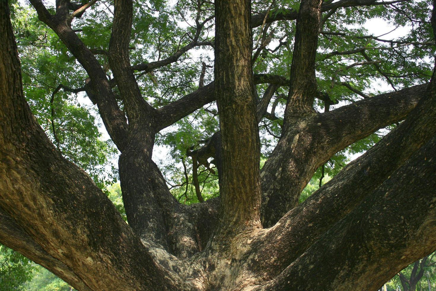 gran árbol viejo foto