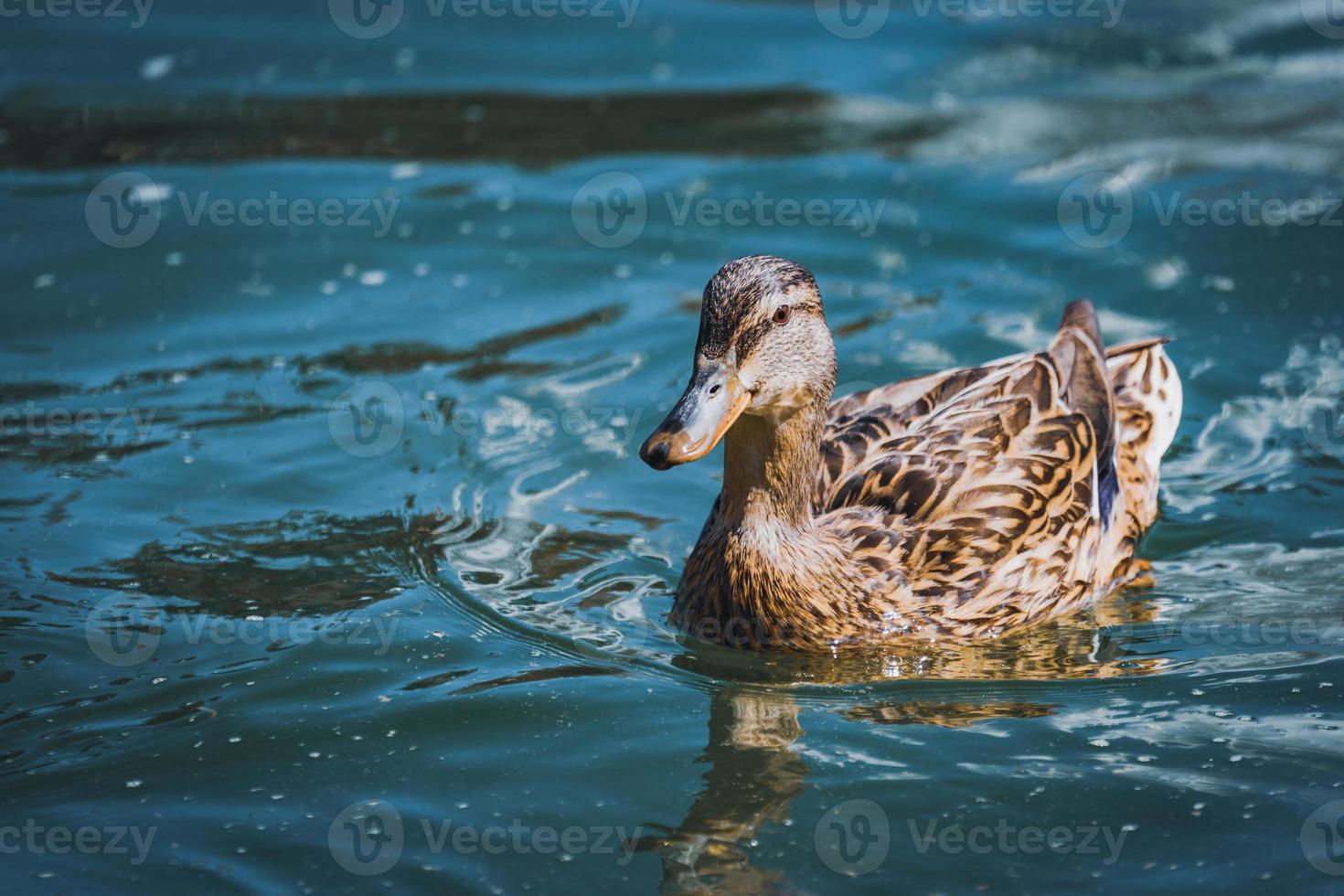 pato real nadando en un lago foto