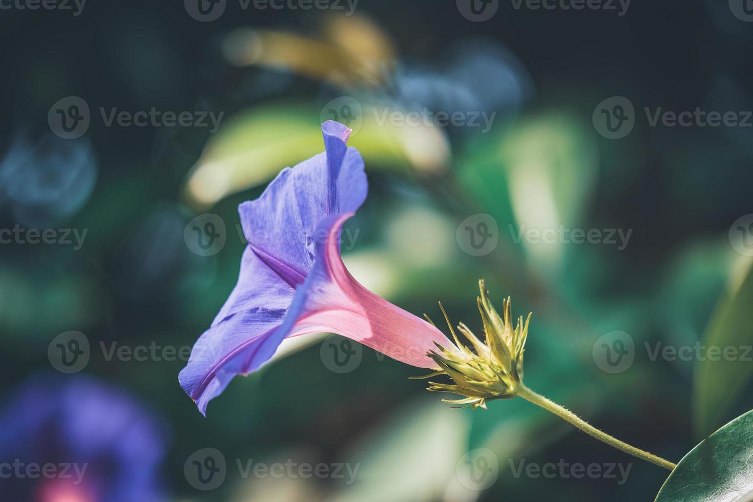 flor púrpura de la gloria de la mañana en flor foto