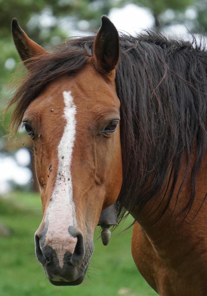 retrato de caballo marrón en el prado foto