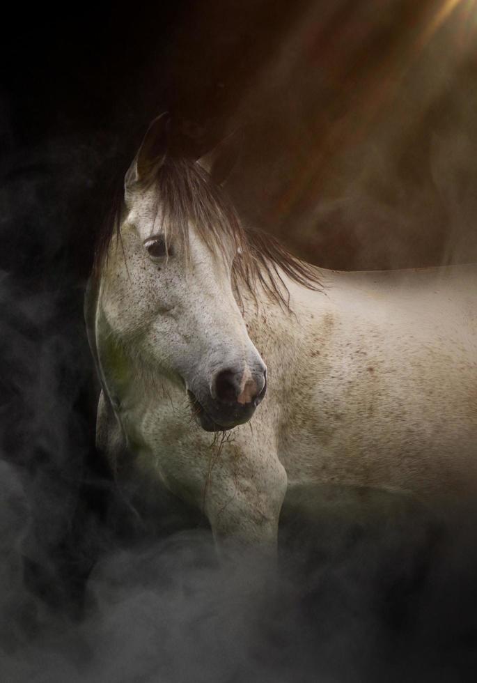 Fantasy white horse portrait photo