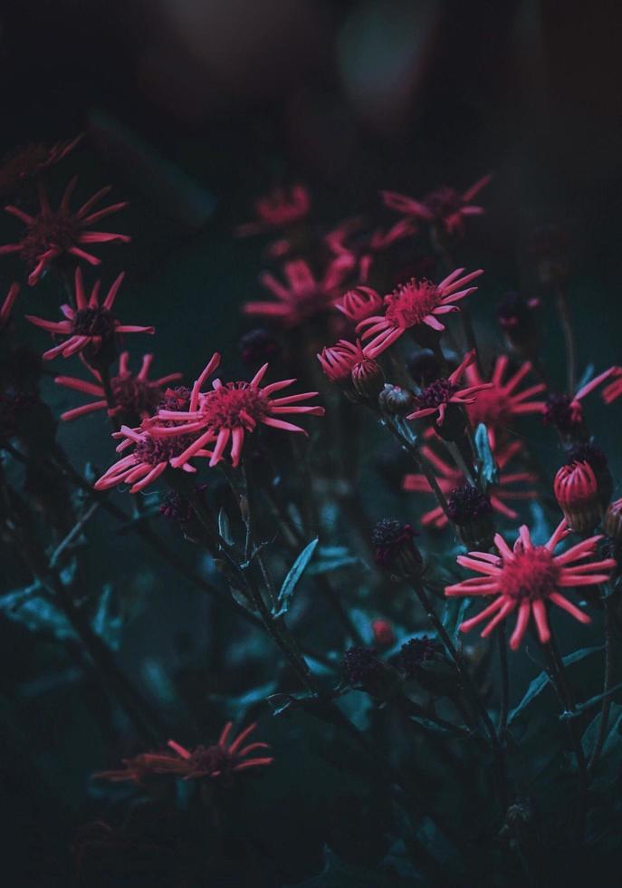 Red flowers in the garden photo