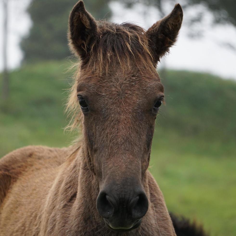retrato de caballo marrón en el prado foto