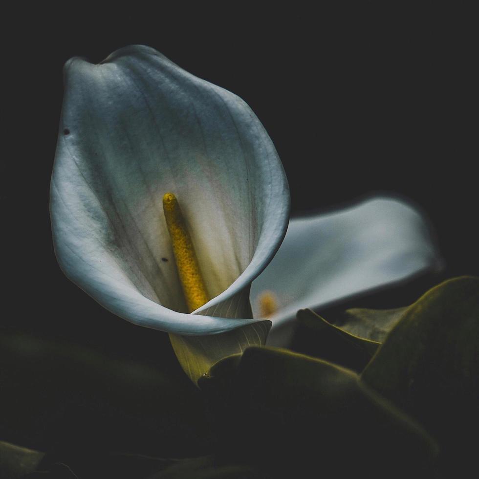 flor de lirio de cala sobre fondo negro foto