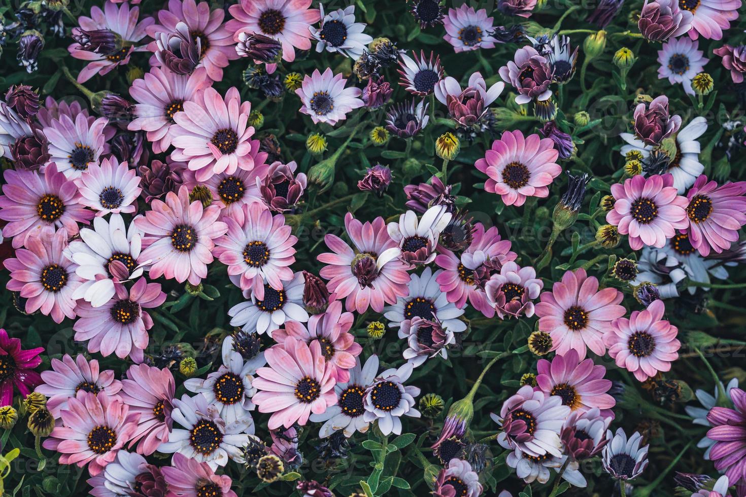 Flowers of African daisy photo