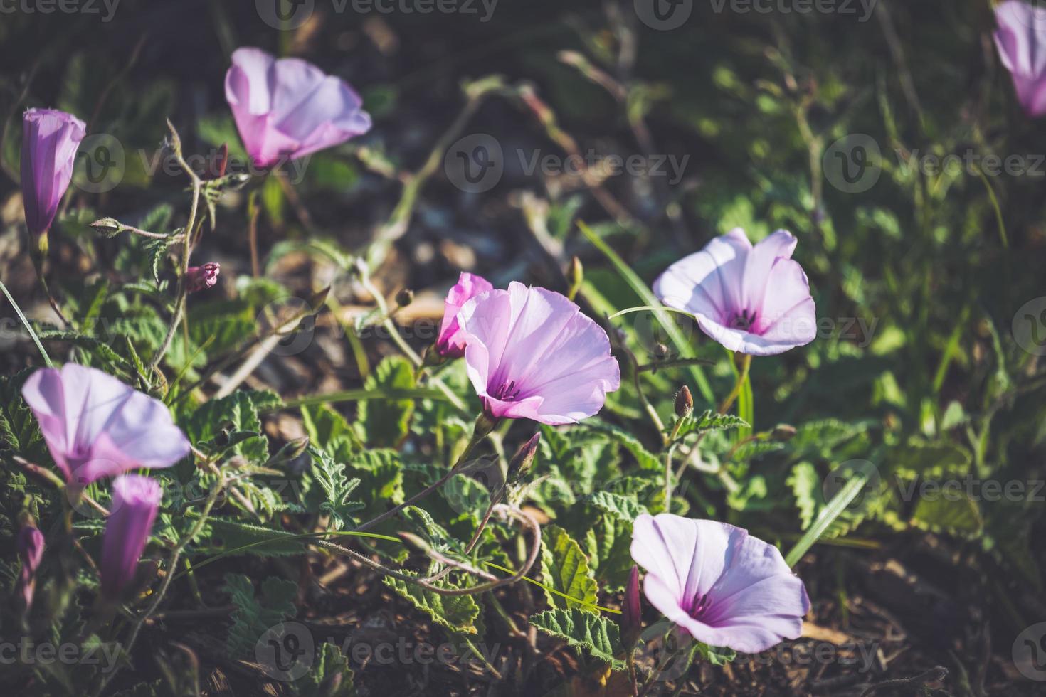 Pink flowers of Mallow bindweed photo