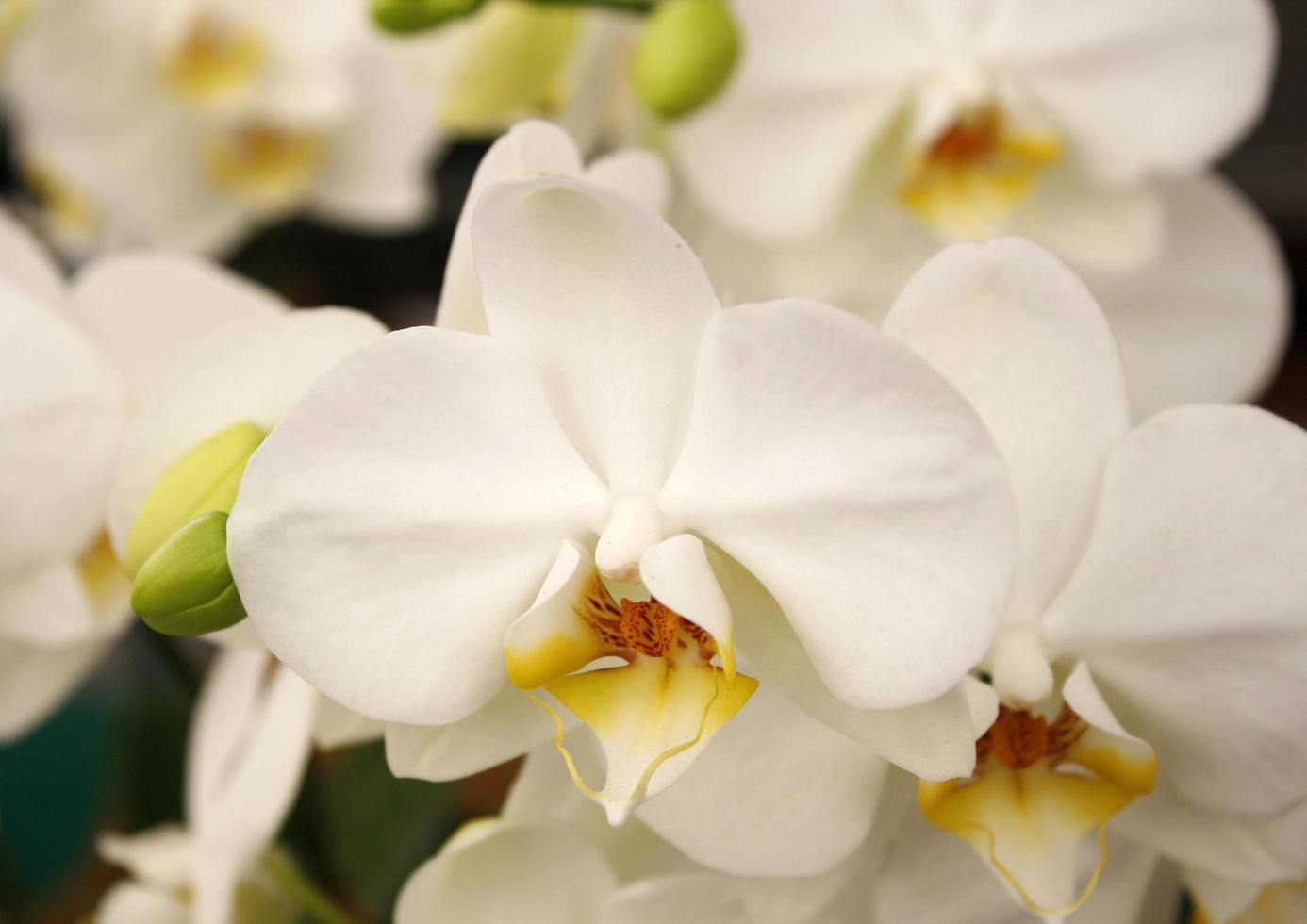 primer plano de la flor de la orquídea foto