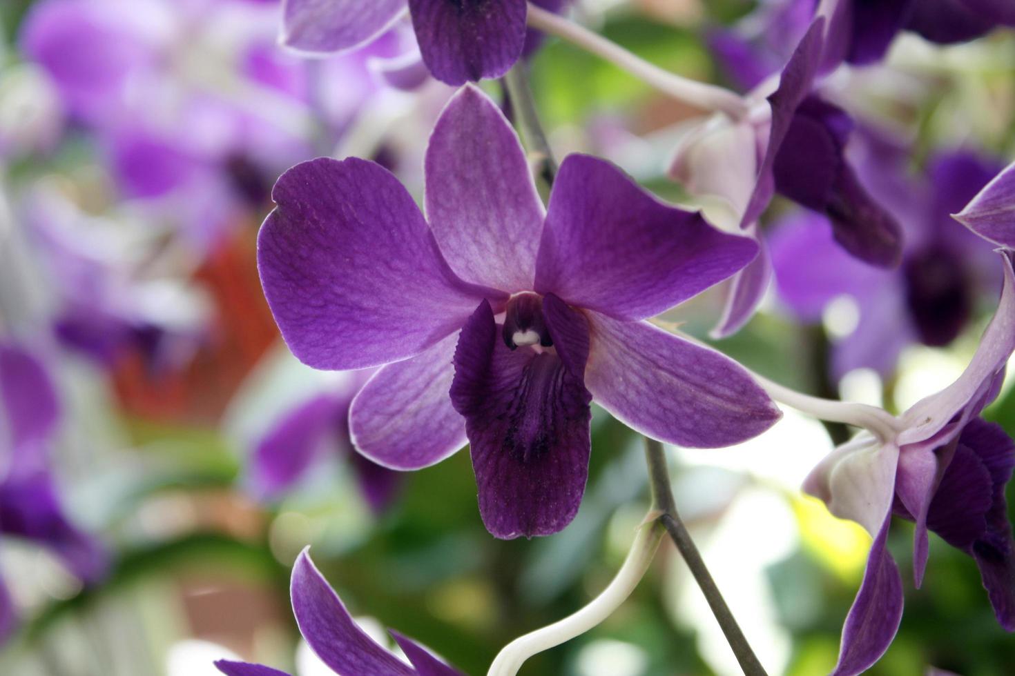 Dark purple orchids photo