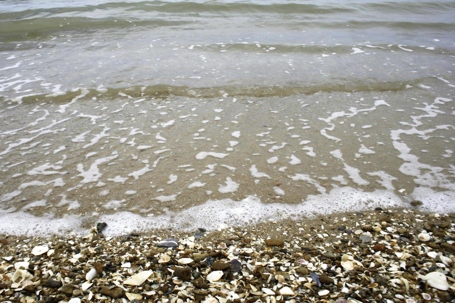 Seashells and waves photo