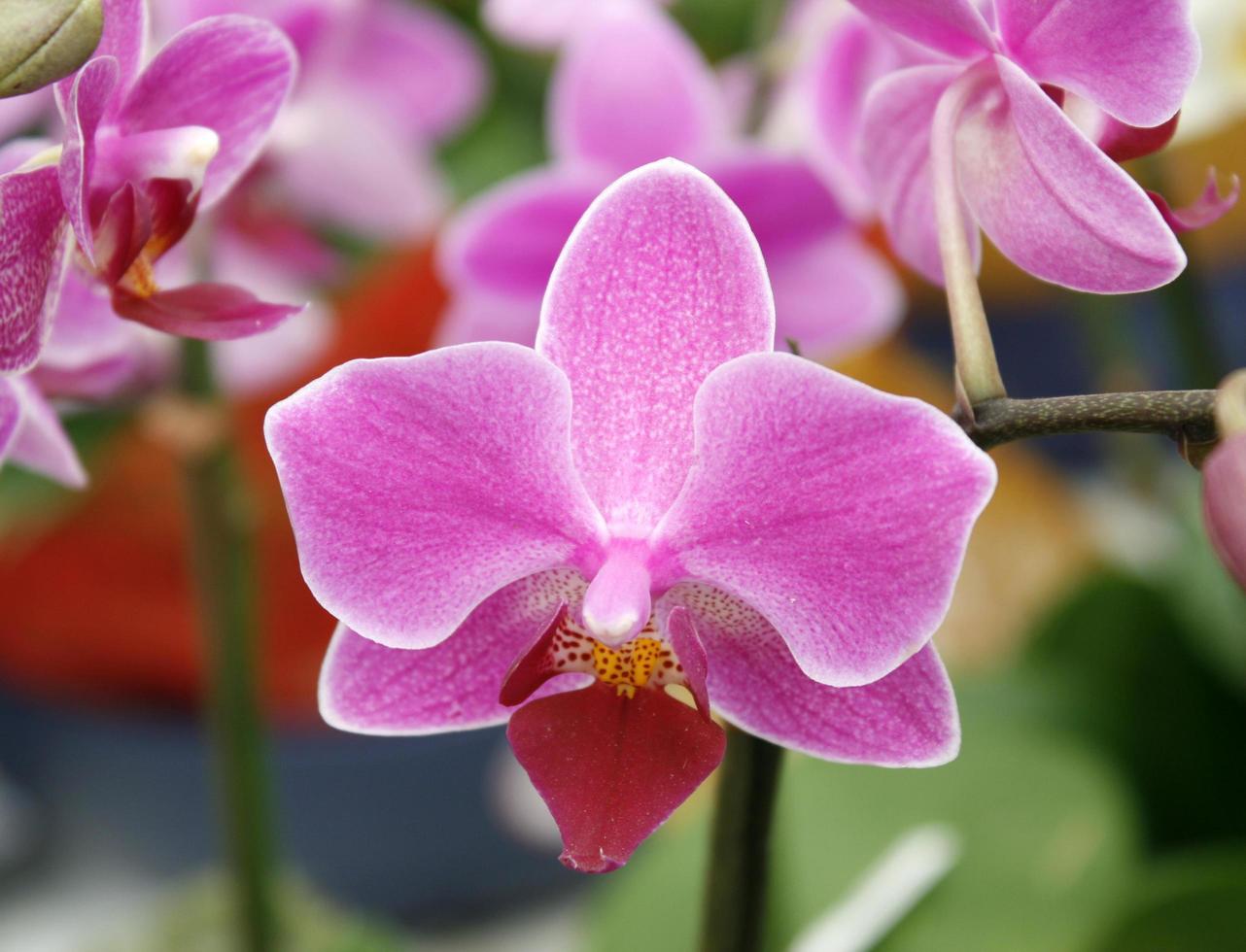 Pink and red orchids photo