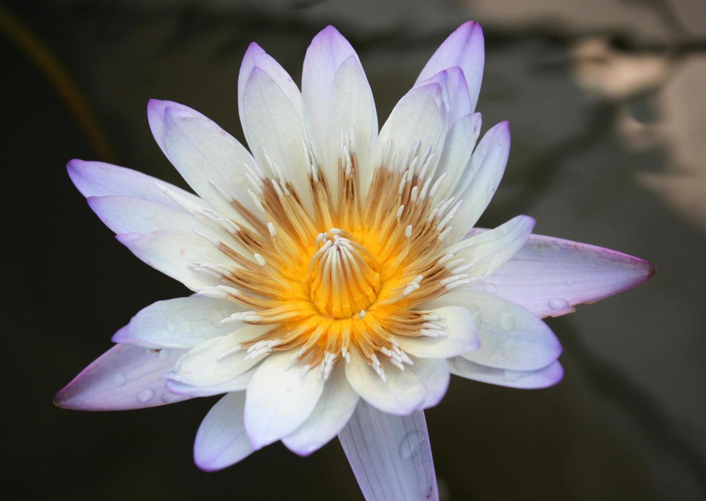 Purple and yellow lotus flower close-up photo