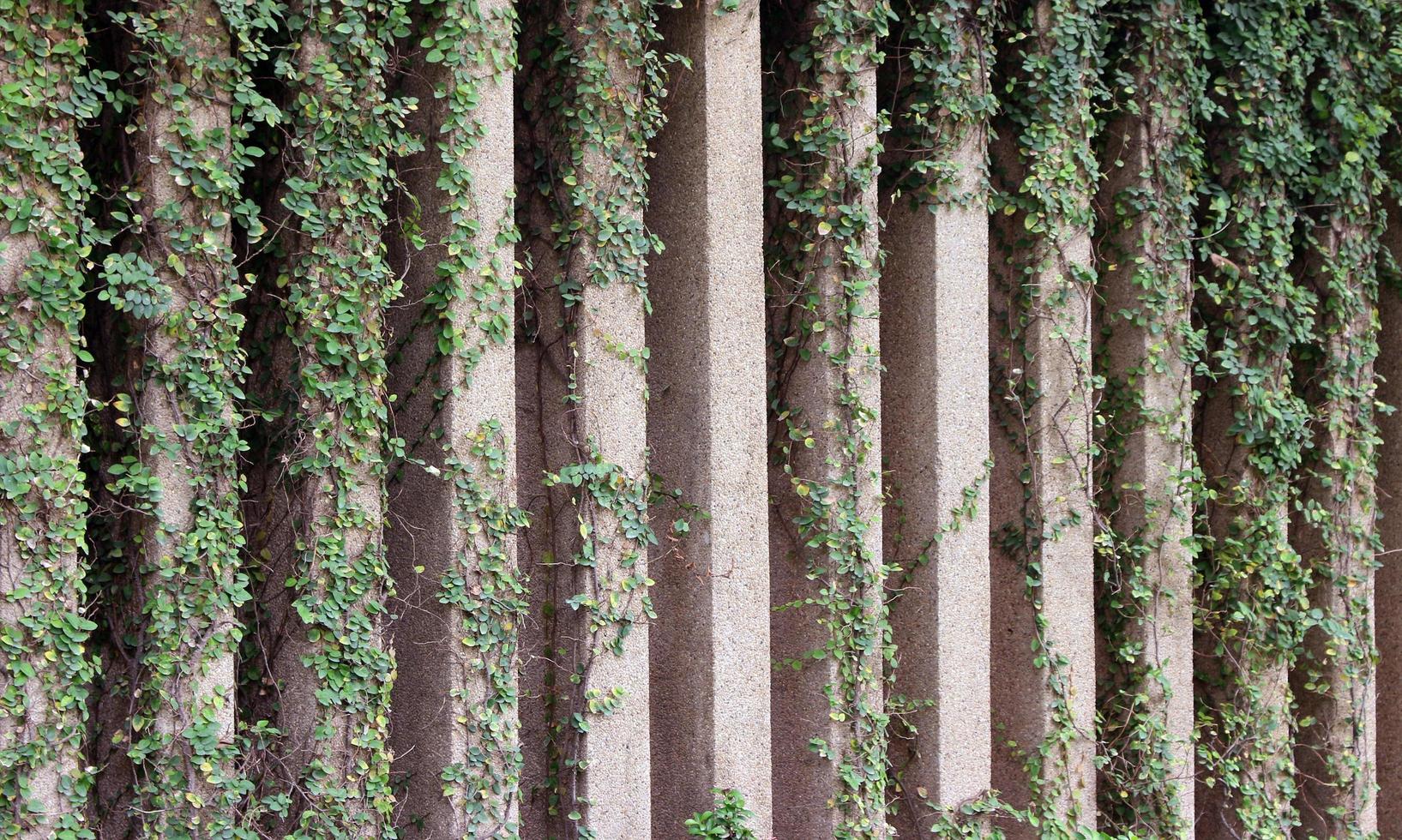 valla de muro de piedra y planta foto