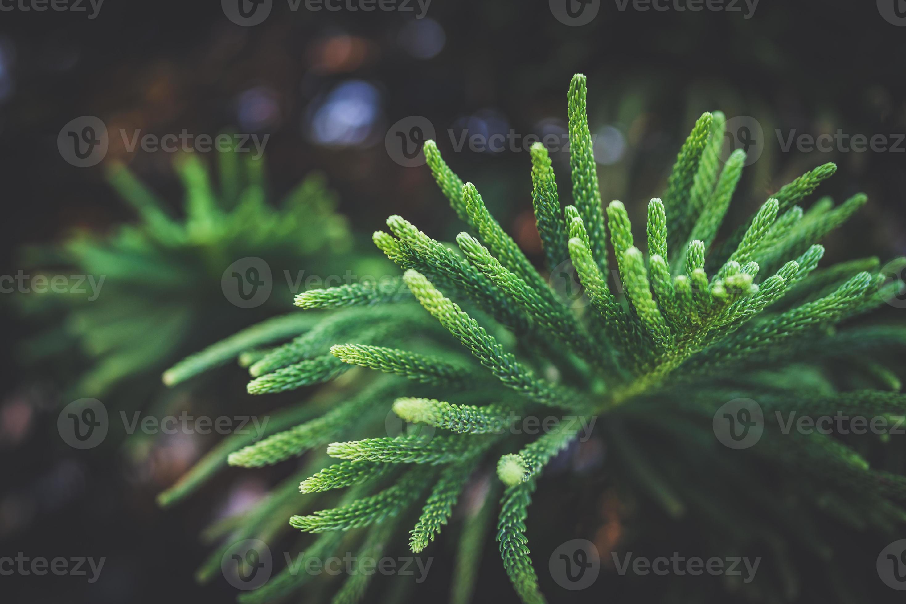 Needle Leaves Of Norfolk Island Pine Tree Stock Photo Needle Leaves Of Norfolk Island Pine Tree Stock Photo