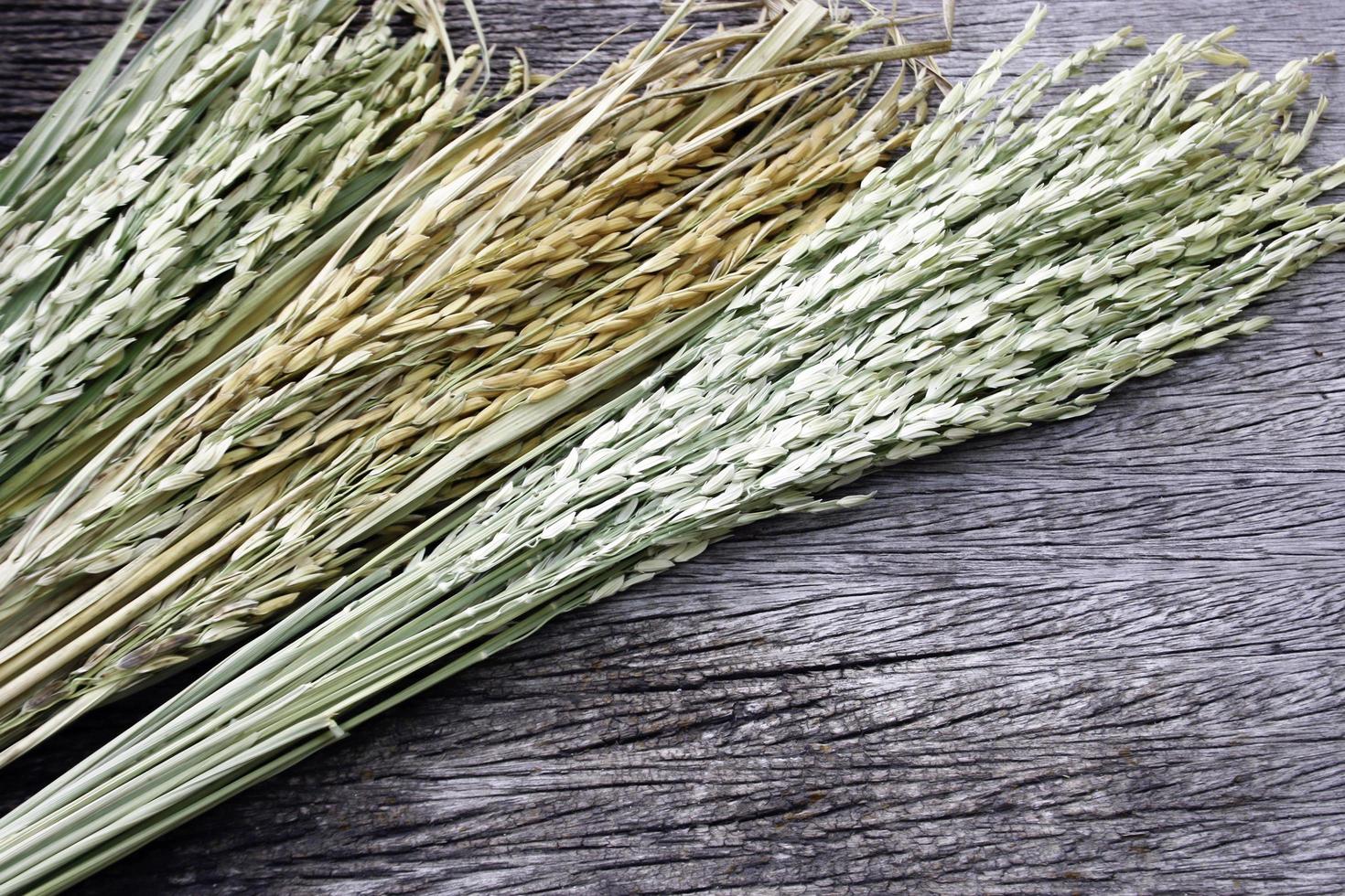 Dried rice plant on wood photo