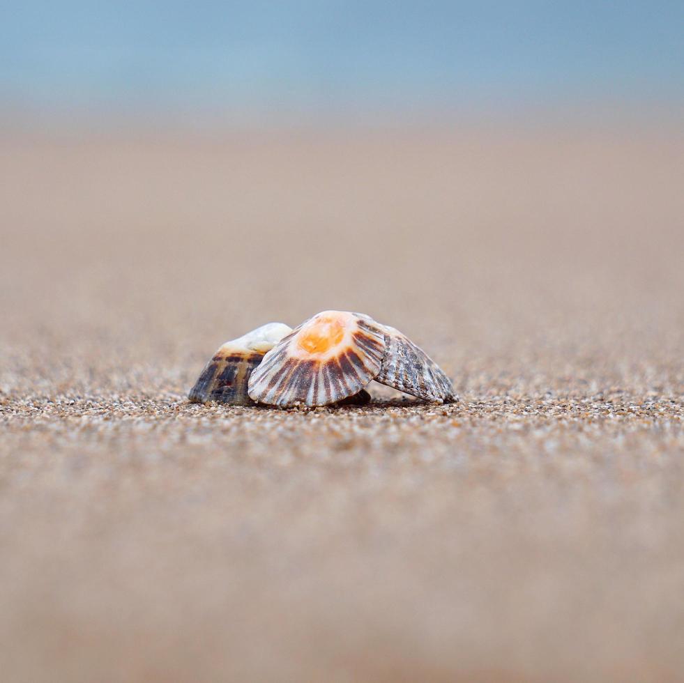 Shells in the sand photo